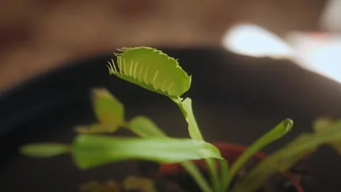 Close up of Venus flytrap or Dionaea muscipula carnivorous plant. Video stock 264517745