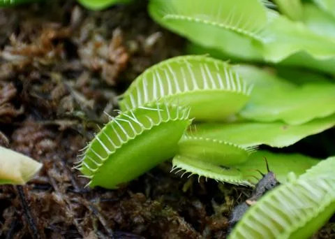 A close up of Venus flytrap Foto stock