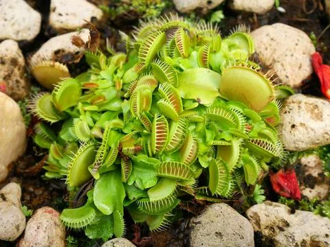 Close up of the Venus flytrap Stock Photos