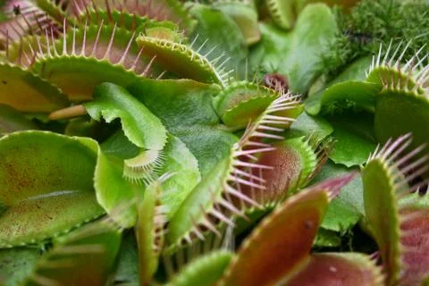 Close-up on a Venus flytrap Foto stock