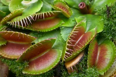 Close-up on a Venus flytrap Foto stock