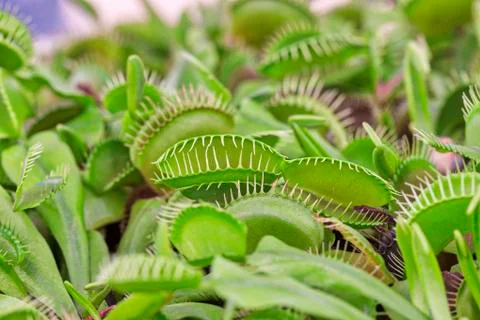 Close-up of Venus flytrap plant 库存照片