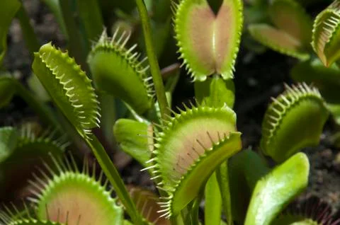 Close-up of Venus flytrap plant Foto stock