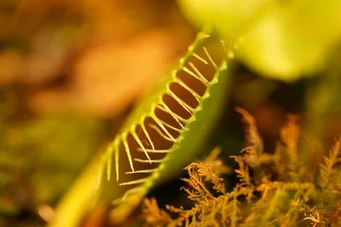 Close up of a Venus Flytrap Plant Stock Photos