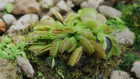 Close-up of Venus flytrap plant, unique structure, vibrant green color Stock Footage 288719084