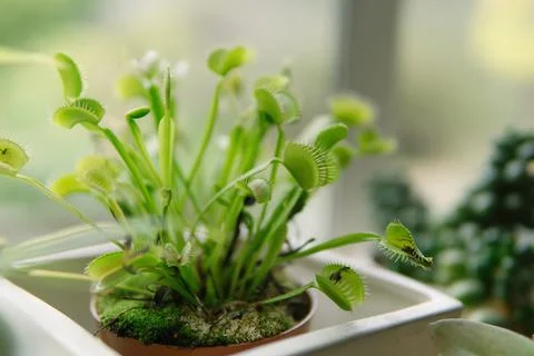 Close-up of a venus flytrap plant on a windowsill 스톡 사진