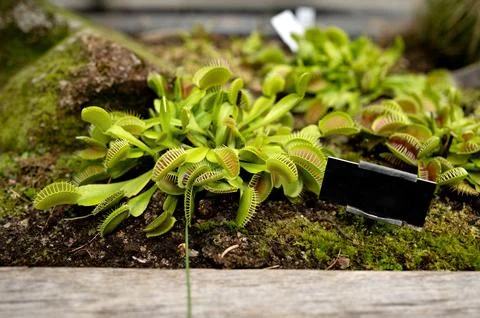 Close-up of Venus flytrap plants growing in a botanical garden. 스톡 사진