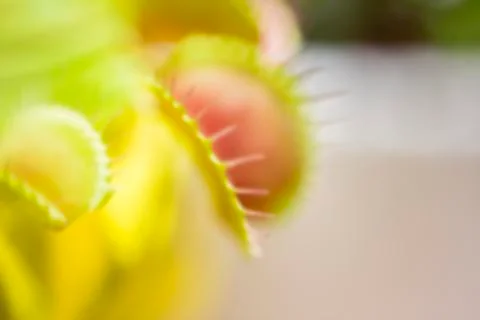 Close-up of a Venus flytrap trap out of focus blurred. Foto stock