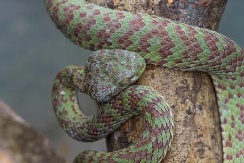 Close up Venus' Pitviper snake Stock Photos