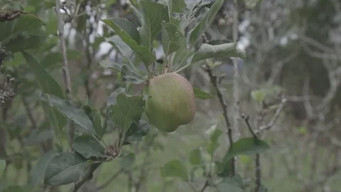 Close-up of a verdant tree with green leaves and a blurred tree and mountain Stock-Footage 332613561