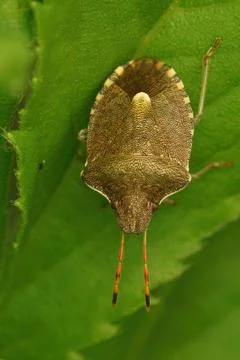 Close up of a Vernal Shieldbug, Peribalus strictus on green leaf Stock Photos