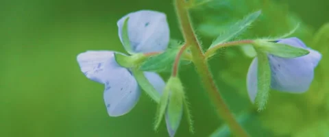 Close up of Veronica chamaedrys, the germander speedwell, bird's-eye speedwell, Stock Footage 251720074