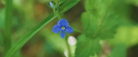Close up of Veronica chamaedrys, the germander speedwell flower Stock Footage 251738101