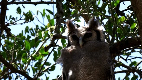Close up of a verreaux's eagle-owl in a tree at serengeti np Stock Footage 99385661