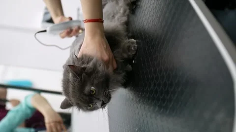 Close-up vertical 9:16 video. Gray cat haircut video close-up. Stock Footage 156653557