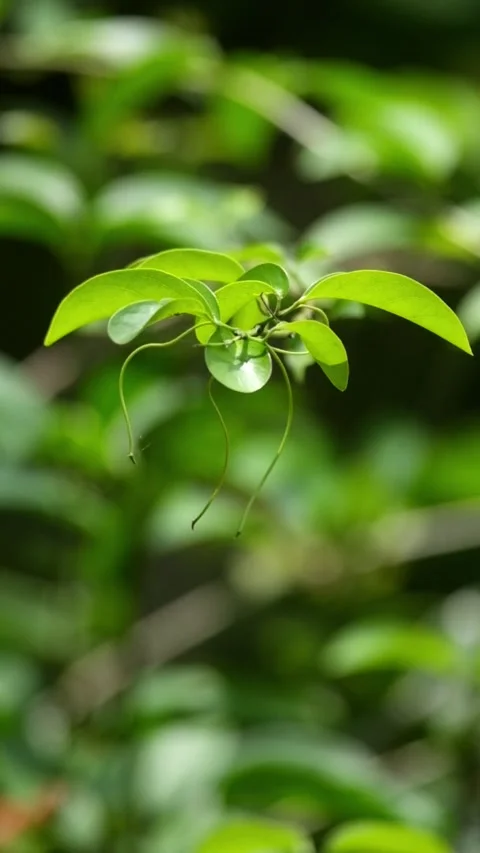 Close up vertical of climbing plant shoots swaying in the wind Video stock 336829024