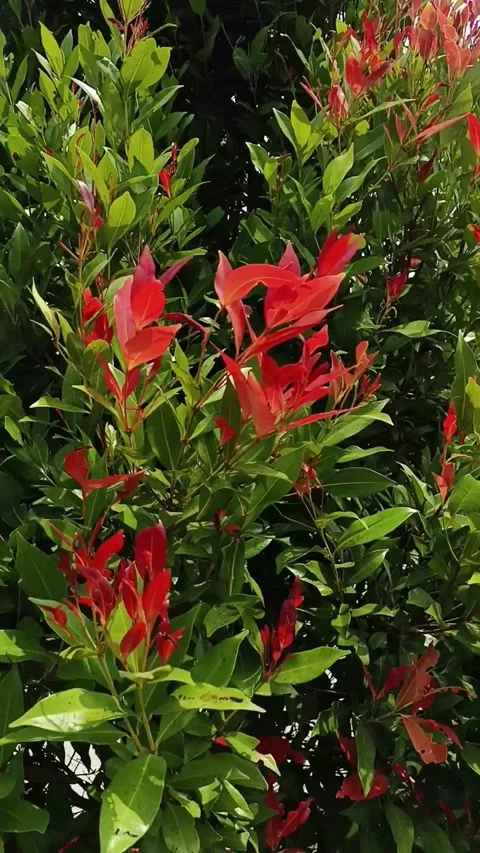 Close-up vertical footage of red young leaves swaying among glossy green Stock Footage 344915118