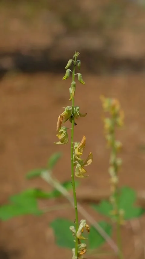 Close-up vertical footage of a swaying wild Crotalaria stem with yellow flow Stock Footage 342965351