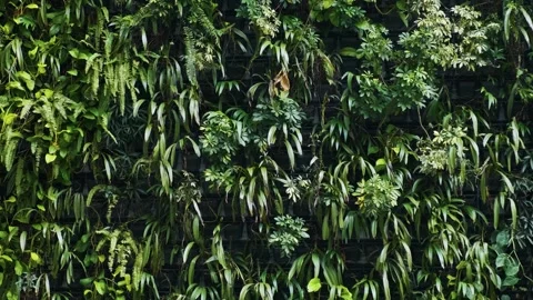 Close up of vertical garden featuring dense array of green plants with various Stock Footage 279014229