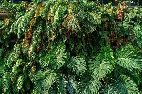 Close up of vertical garden featuring dense array of green plants with various 写真素材