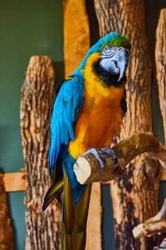 Close up vertical of large old blue and gold Macaw bird sitting on branch Foto stock