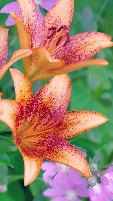 Close vertical macro of two orange lilies with dense magenta speckling, visible  Stock Footage 341664053