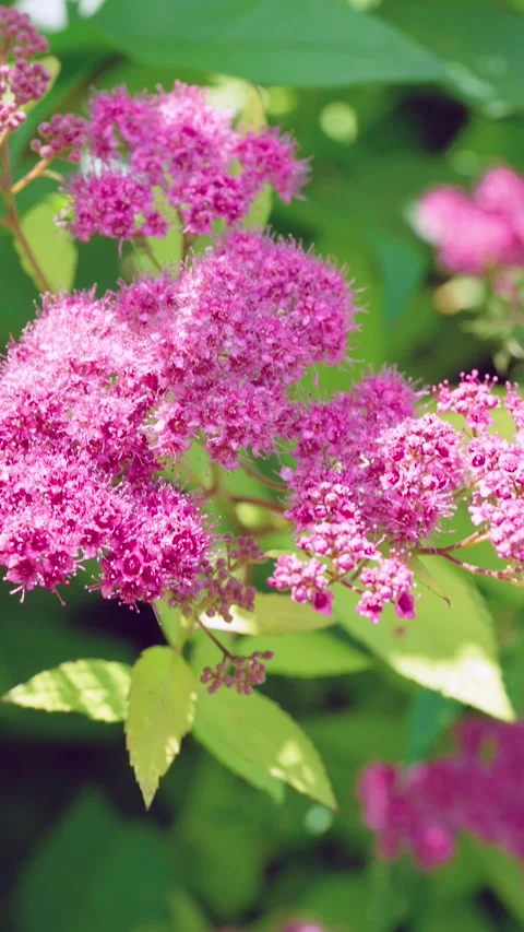 Close-up vertical motion of vibrant pink shrub clusters with shifting focus and  Stock Footage 342054595