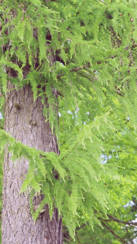 Close vertical pan of mature conifer trunk with drooping fresh green needles and Stockbeeldmateriaal 343367698