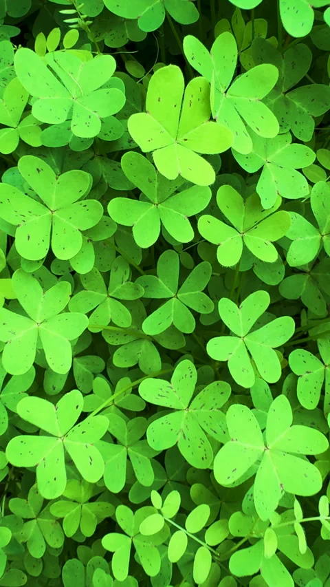 CLOSE UP, VERTICAL: Patch of soft, natural carpet with green sourgrass leaves Stock Footage 319389930