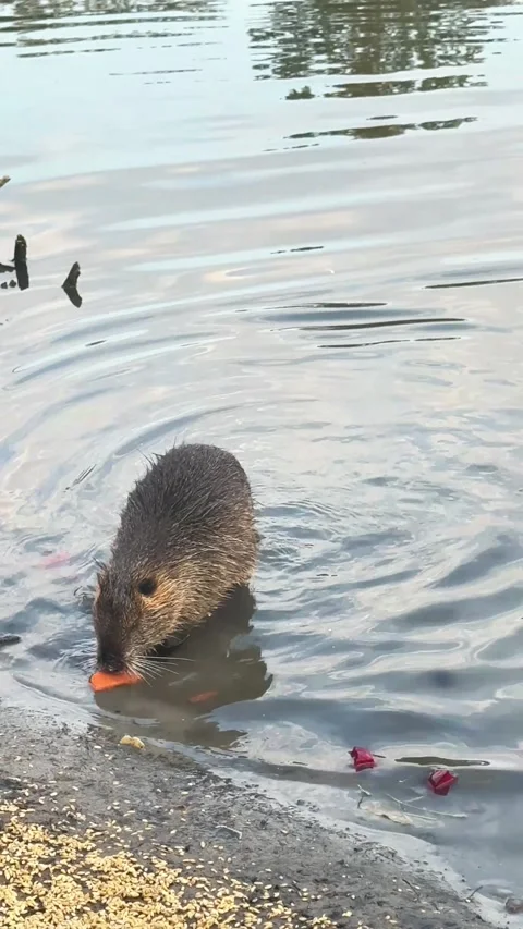 Close up vertical portrait of a wild nutria chewing food while swimming in .. Vídeos de archivo 347673084