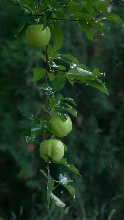 Close-up vertical rain drops falling on apple tree fruits and leaves in garden Stock Footage 250587925