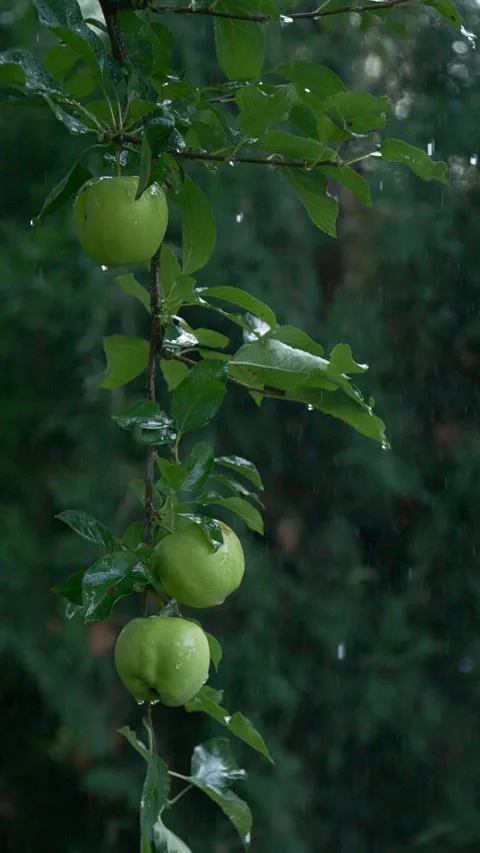 Close-up vertical rain drops falling on apple tree fruits and leaves in garden Stock Footage 251619426