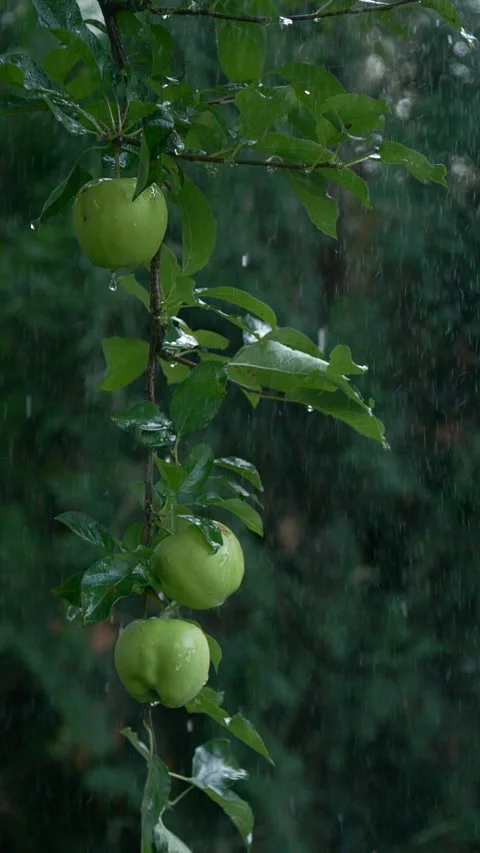 Close-up vertical rain drops falling on apple tree fruits and leaves in garden Stock Footage 252110876