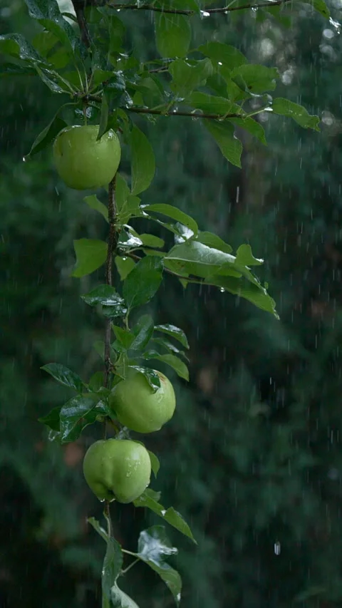 Close-up vertical rain drops falling on apple tree fruits and leaves in garden Stock Footage 252636369
