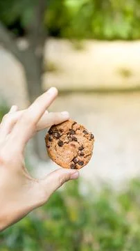 Close up vertical selective focus view of chocolate chips cookie held by white y 스톡 사진