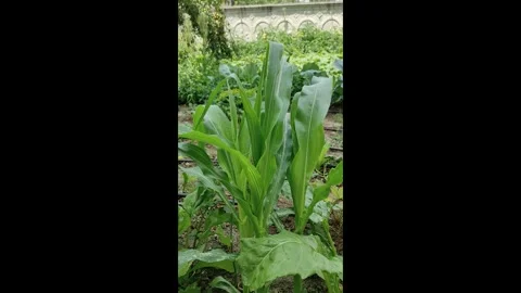 Close vertical shot of corn plant in the garden, Vídeos de archivo 279847063
