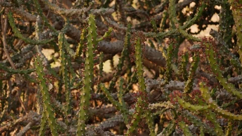 Close vertical shot of group of cactus plants Video stock 150735264