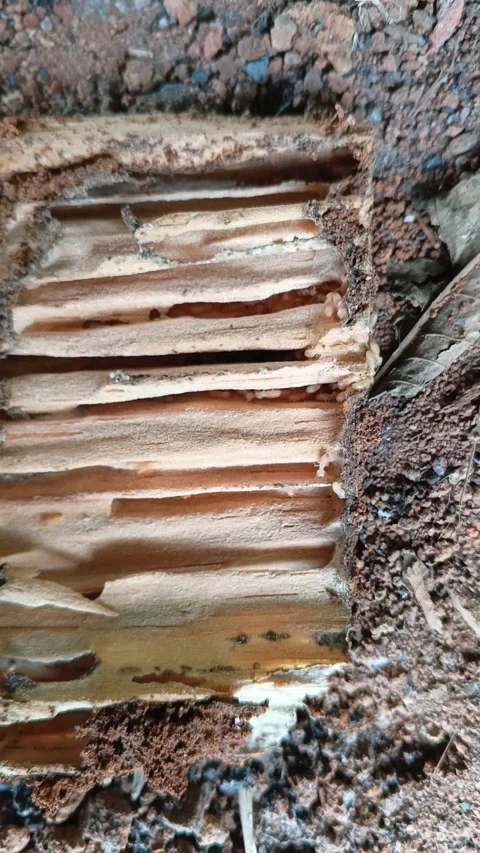 A close-up vertical shot of severe damage inside a wooden. Stock Footage 321938956