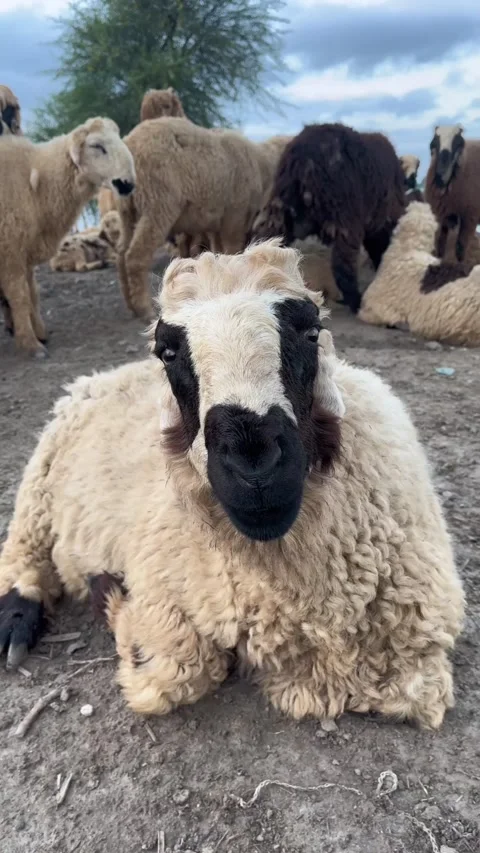 Close up vertical shot of sheep grazing peacefully on natural ground Stock Footage 316846984