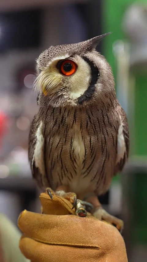 Close vertical shot of small owl on gloved hand with vivid eye 動画素材 320880778