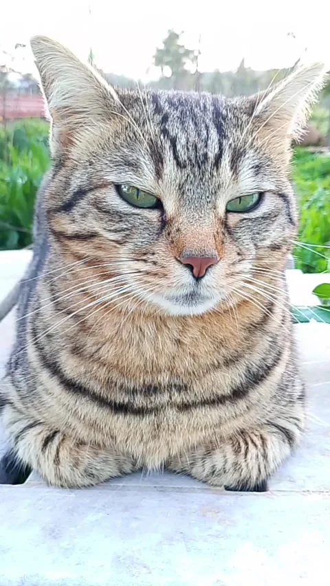 Close-up Vertical Shot of Tabby Cat Sitting Outdoors Vídeos de archivo 329387245