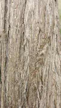 Close up vertical shot textured rough tree bark surface standing trunk 写真素材