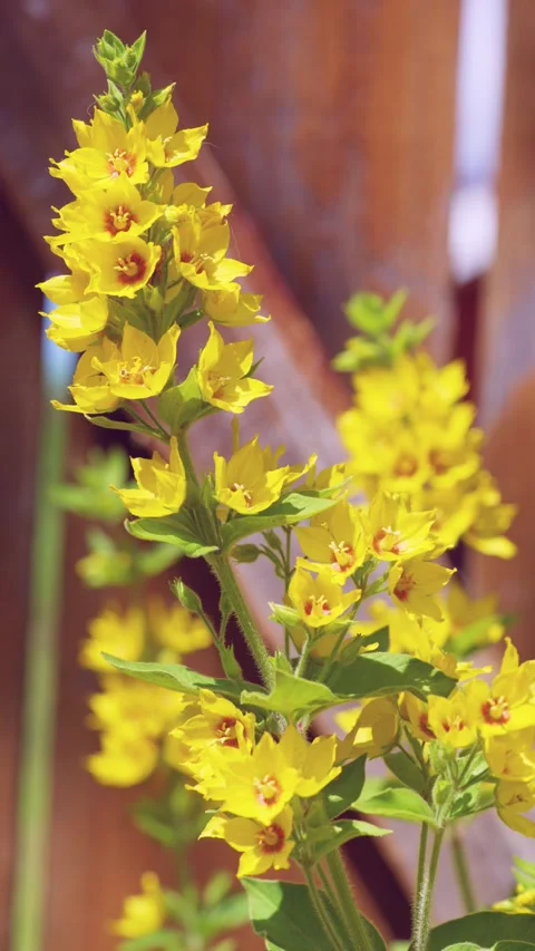 Close-up vertical shot of yellow flowering stalks against wooden fence under bri Stock Footage 342053832