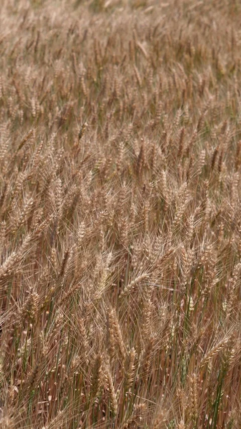 A close-up vertical slow motion footage of a golden wheat field, with ripe ears Stock Footage 314942474