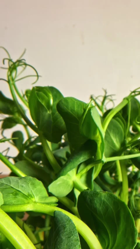 Close-up vertical social ratio video of leafy vegetables Stock Footage 336946234