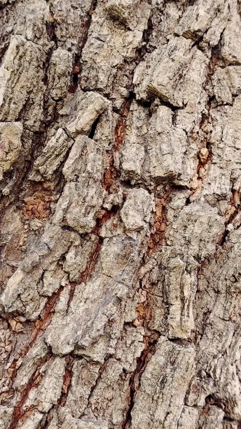 Close-up vertical texture of rough weathered tree bark Stock Footage 346741900