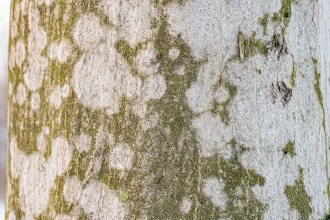 Close-up of vertical tree trunk with unique, map-like bark pattern Natural li Stock Photos