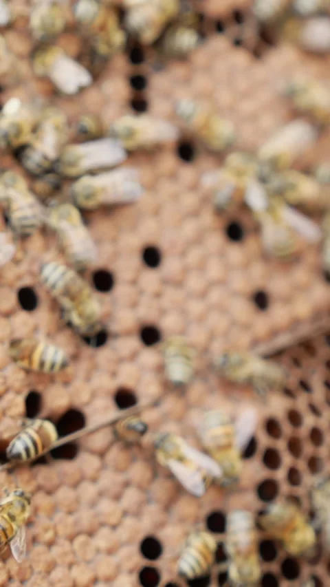 Close-Up Vertical Video of Bees on Honeycomb Stock Footage 328536951