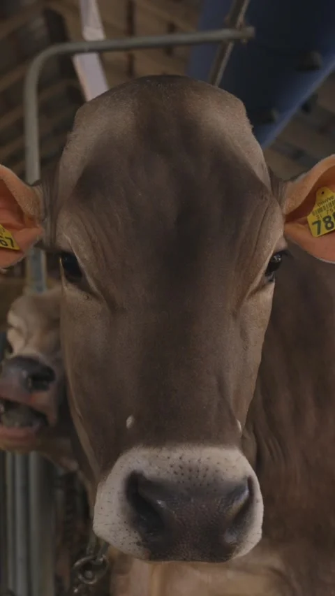 Close-up Vertical Video of Dairy Cow in Barn – Portrait Format for Social Media Stock Footage 340001481