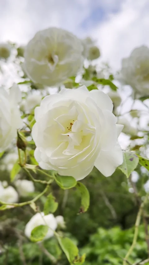 A close up vertical video of freshly bloomed white roses on a branch Stock Footage 296326593